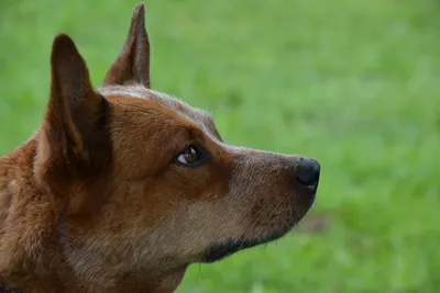 SOBAKI.PRO | Породы собак | Австралийский келпи | Фото 12673