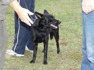 Австралийский келпи - это собака, которая обожает детей, любит активные  игры и станет настоящим любимцем семьи.