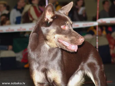 Австралийский келпи: характеристики породы собаки, фото, характер, правила  ухода и содержания