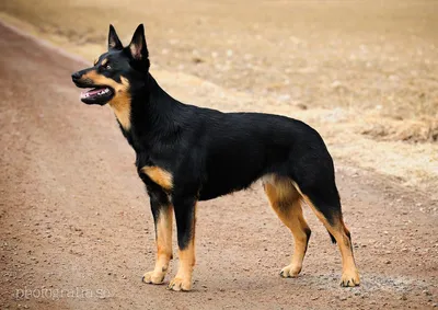 Австралийский келпи - описание породы собак: характер, особенности  поведения, размер, отзывы и фото - Питомцы Mail.ru