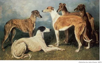 Кенгуровая собака (австралийская борзая) — фото и описание породы