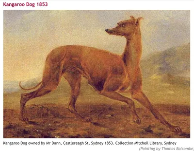 Австралийская кенгуровая собака - 72 фото