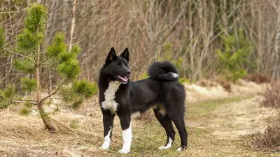 Карельская медвежья собака - описание породы собак: характер, особенности  поведения, размер, отзывы и фото - Питомцы Mail.ru