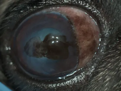Пигментозный кератит (меланоз роговицы) у собак – ветеринарная  офтальмология Реком
