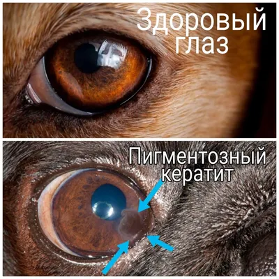 Синдром сухого глаза или сухой керато-конъюнктивит - Дай Лапу |  Ветеринарная клиника в Минске