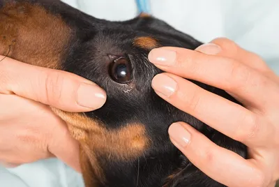 Хирургическое лечение пигментозного кератита у собаки - YouTube