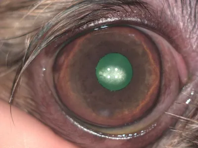 Лечение глаз животных