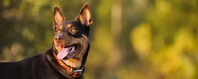 Вывих (люксация) хрусталика у собак – ветеринарная офтальмология Реком