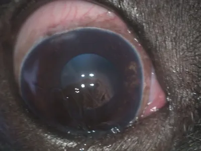 Пигментозный кератит (меланоз роговицы) у собак – ветеринарная  офтальмология Реком