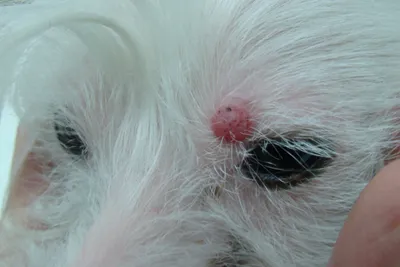 Почему у собаки шелушится нос? | Пикабу