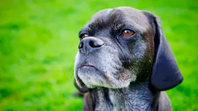 Диагностика симметричной билатеральной невоспалительной алопеции у собак /  Diagnosis symmetrical bilateral noninflammatory alopecia in dogs