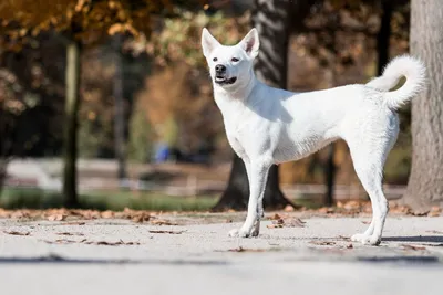 Ханаанская собака – история малоизвестной породы, уход и содержание (+  фото) | Ваши Питомцы