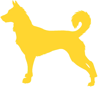 Описание породы собак - Ханаанская собака