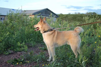 Ханаанская собака. Фото и описание породы