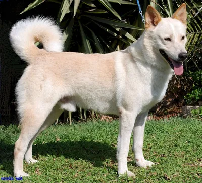 Брелок для ключей, с гравировкой, Ханаанская собака - купить с доставкой по  выгодным ценам в интернет-магазине OZON (1190974352)