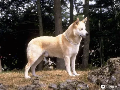 Ханаанская собака (42 лучших фото)