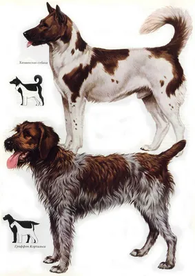 Ханаанская собака: описание породы, уход, цена