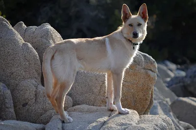 Ханаанская собака: фото, описание породы, история, уход