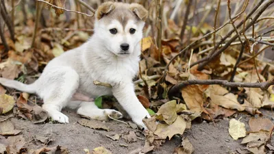 Ханаанская собака белая (57 фото) - картинки sobakovod.club