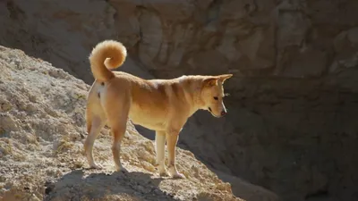 Ханаанская собака (Canis lupus familiaris 'Canaan Dog') - Rock Identifier