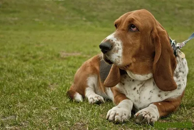 Бассет хаунд: фото собаки, описание породы, цена щенков и уход