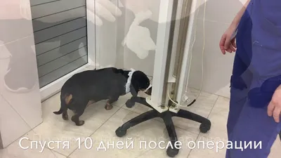 Перхоть у собаки лечение (55 фото) - картинки sobakovod.club