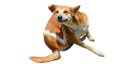китайская хохлатая собака, Chinese crested dog