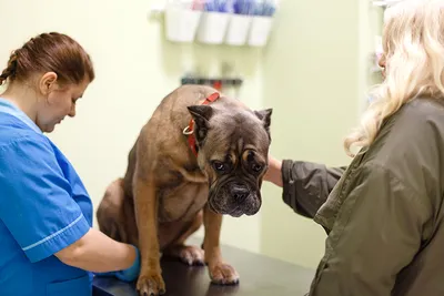 Ларингоскопия.Клинический случай трансмиссивной венерической саркомы у  собаки. - ВЕТЕРИНАРНАЯ КЛИНИКА ИМЕНИ АЙВЭНА ФИЛЛМОРА