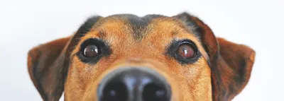 Кожные заболевания у собак | Лапа помощи | Дзен