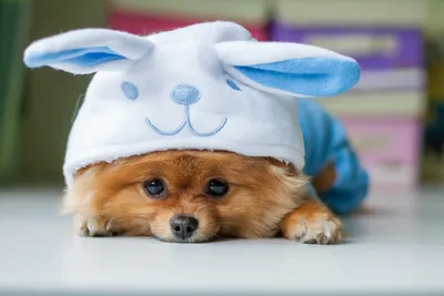 У кролика выпадает шерсть: почему и что делать? | Блог зоомагазина  Zootovary.com