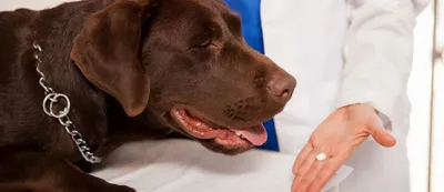 Хейлетиоз у собак: лечение клеща хейлетиелла (cheyletiella), чем лечить,  заразен ли для котов и людей