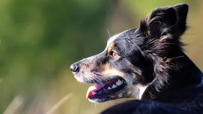 Покажи зубки!»: какие проблемы с зубами могут возникнуть у собаки - Питомцы  Mail.ru