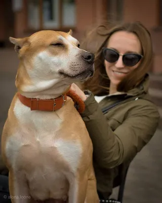 Хэштег #собаки в Instagram • Фото и видео | Dogs, Animals, Pitbulls