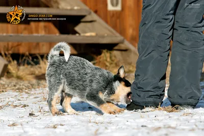 Австралийская пастушья собака хилер - фото и описание породы | Pet-Yes