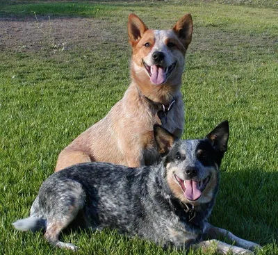Австралийский хилер собака: описание, характер, фото, цена