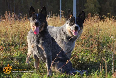 Австралийская короткохвостая пастушья собака: характеристики породы, фото,  характер, правила ухода и содержания