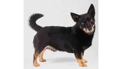 О породах собак. Австралийский хилер, австралийский келпи, джамен кули |  Пикабу