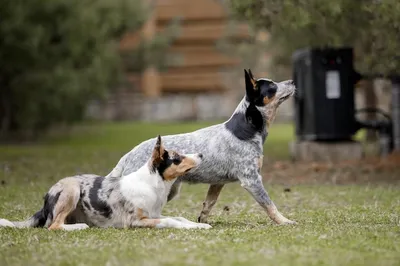 Австралийский хилер – очень красивая пастушья порода 🩷 Это очень умные  собаки, которые всегда делают собственные выводы, прекрасно… | Instagram