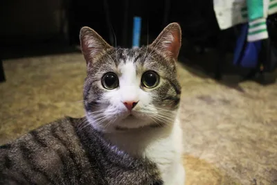 Звезда соцсетей: Хитрый кот, ворующий еду из холодильника - Бублик