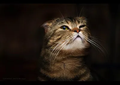 Репродукция картины \"Хитрый кот\". Картина маслом на холсте \"Хитрый кот\"