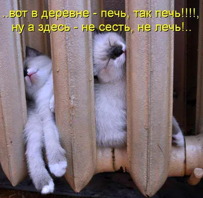 Купить Подсвечник-аромалампа «Хитрый кот», тёмный микс (1318181) в Крыму,  цены, отзывы, характеристики | Микролайн