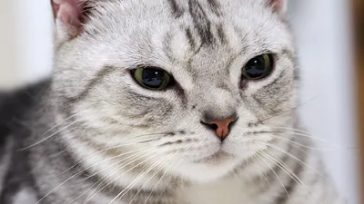Очень хитрый кот. Портрет хитрого большого кота. Кот серый, пушистый с  зелеными глазами. Морда кота крупно. Кот хитрый или злой Photos | Adobe  Stock