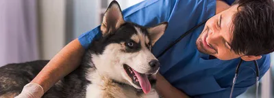 Бродячих собак в Ленобласти будут идентифицировать с помощью биометрии |  Ветеринария и жизнь