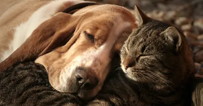 Эксперт рассказала о связи окраса и заболеваний у собак | Ветеринария и  жизнь