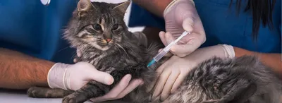 Хламидиоз у кошек - симптомы и лечение