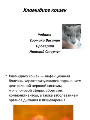 Хламидиоз у кошек - Ветеринарная служба в Новой Москве