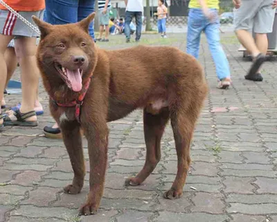 Хмонг порода собак (75 фото)