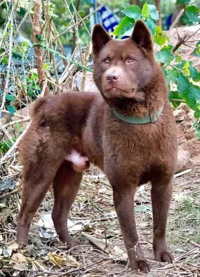 Собака Хмонг – Что За Порода | Описание, Фото, Цена?