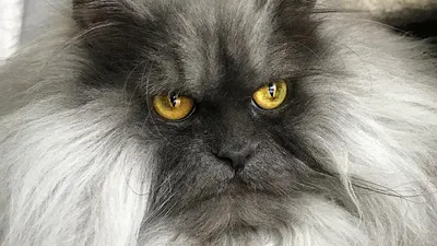 В Сети найден новый самый сердитый кот (ФОТО)