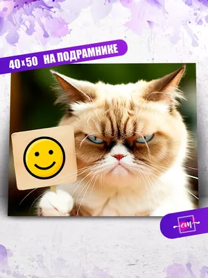 Вечно недовольный кот стал звездой Instagram - Российская газета